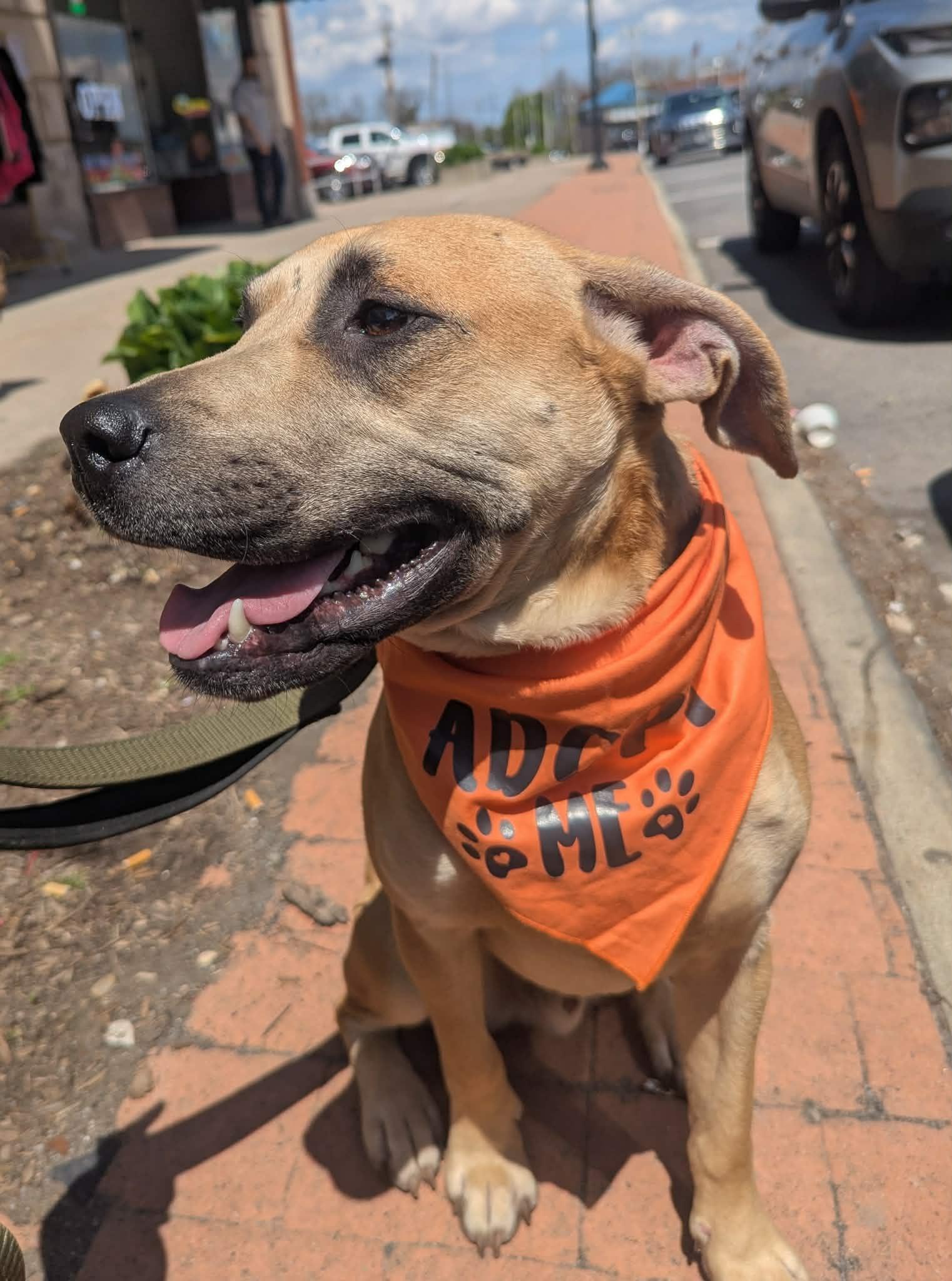 Scoobert, a Adoptable mixed breed in Tonawanda, NY image 2/3