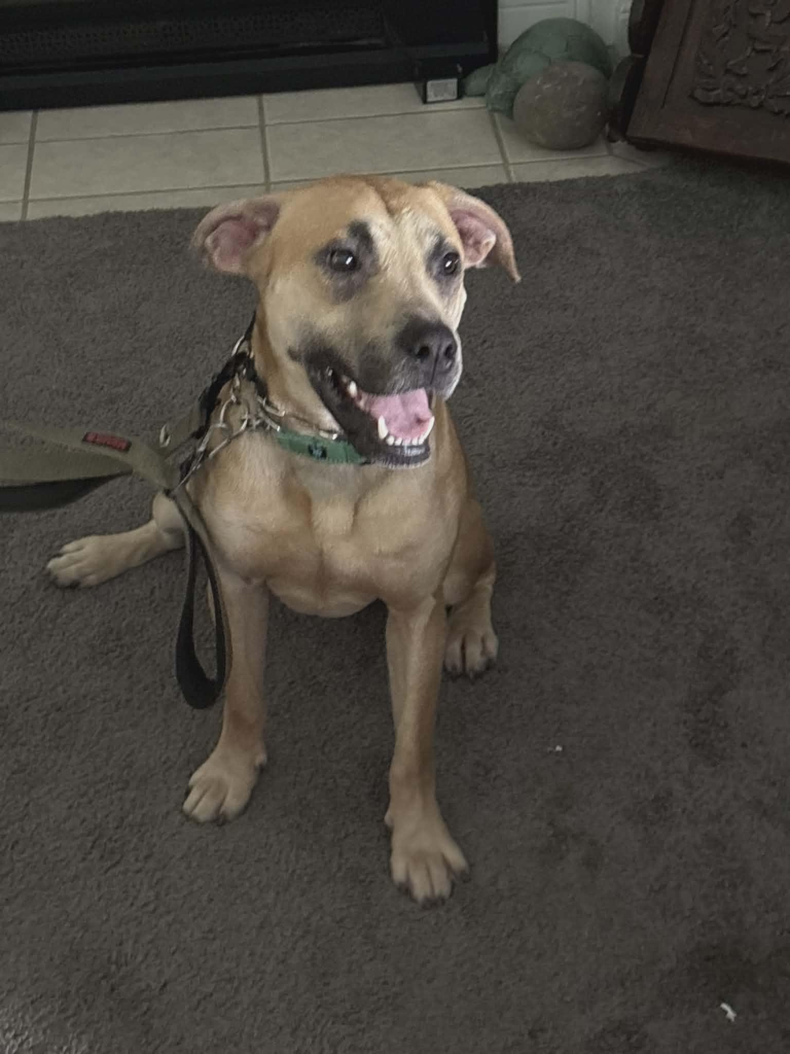 Scoobert, a Adoptable mixed breed in Tonawanda, NY image 3/3