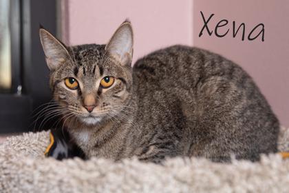 Xena, a Adoptable Domestic Short Hair in Scottsdale, AZ image 1/3