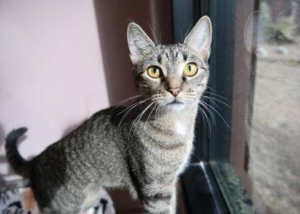 Enlarge Xena, a Adoptable Domestic Short Hair in Scottsdale, AZ image 2/3