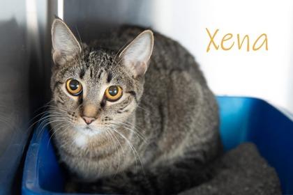 Enlarge Xena, a Adoptable Domestic Short Hair in Scottsdale, AZ image 3/3