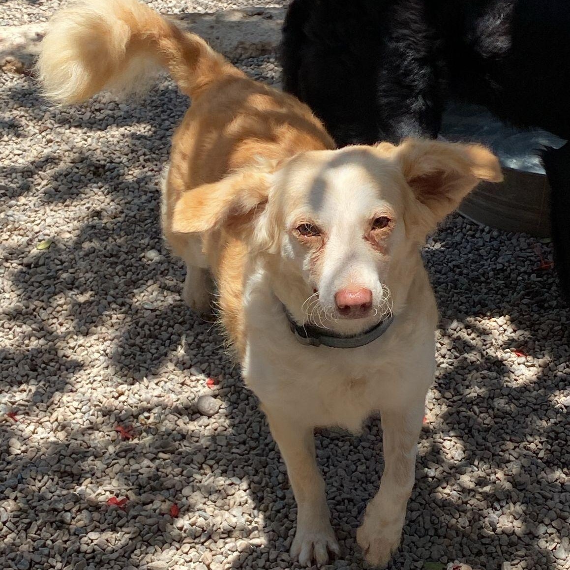 Muneca, Adult Female Mixed Breed