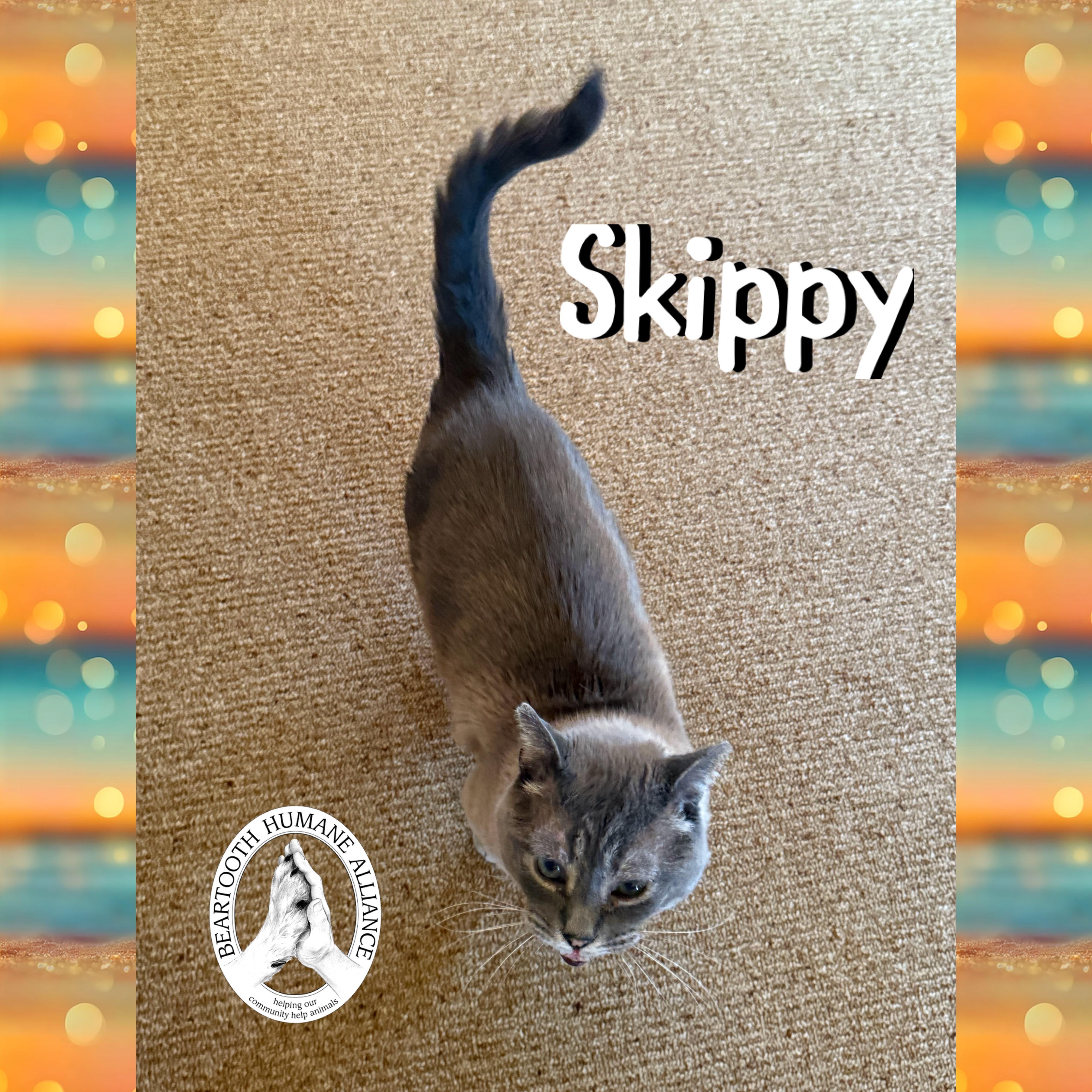 Skippy, an adoptable Domestic Short Hair in Red Lodge, MT, 59068 | Photo Image 2