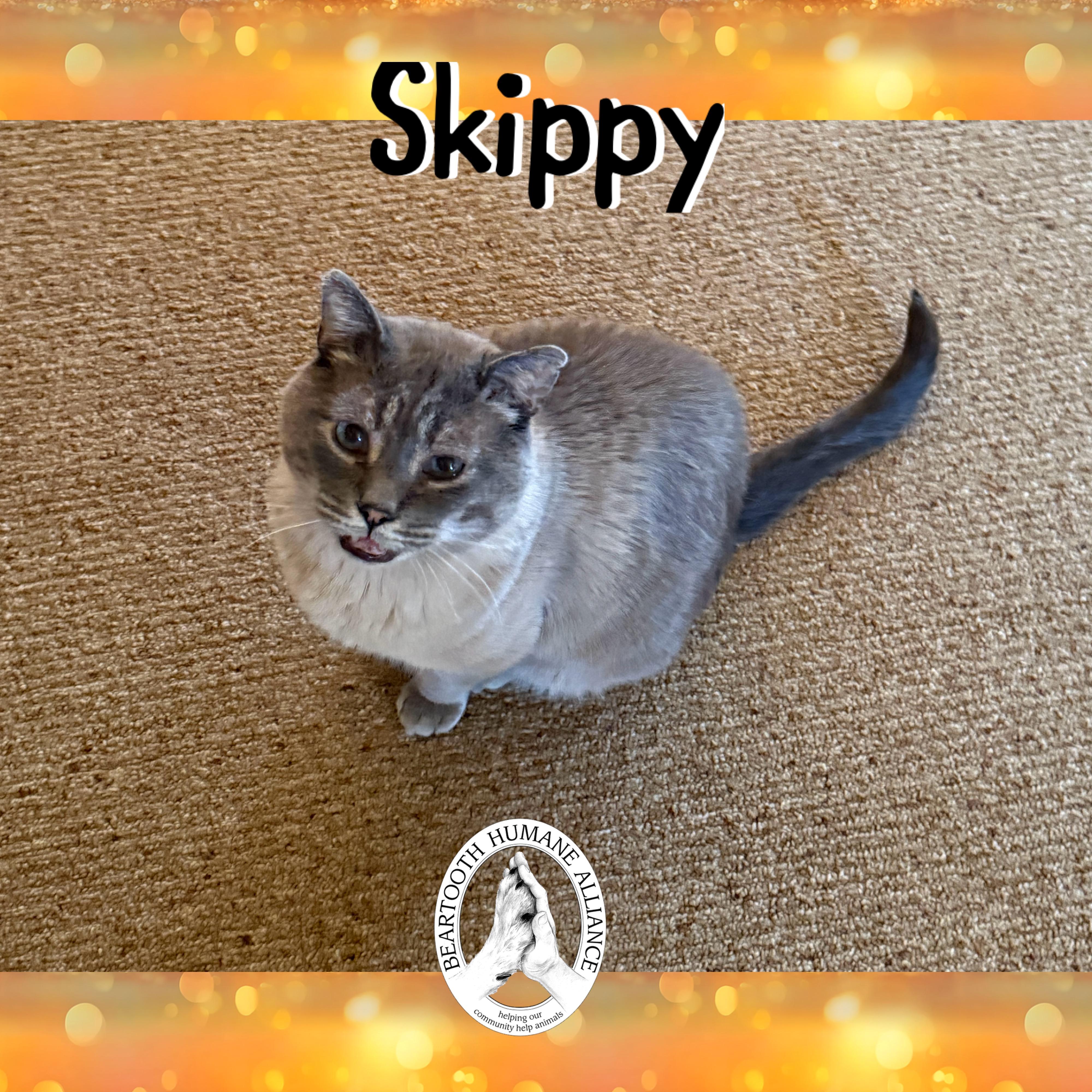 Skippy, an adoptable Domestic Short Hair in Red Lodge, MT, 59068 | Photo Image 1