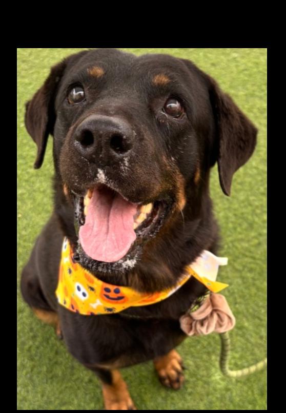 Ada, Adoptable, Adult Female Rottweiler.