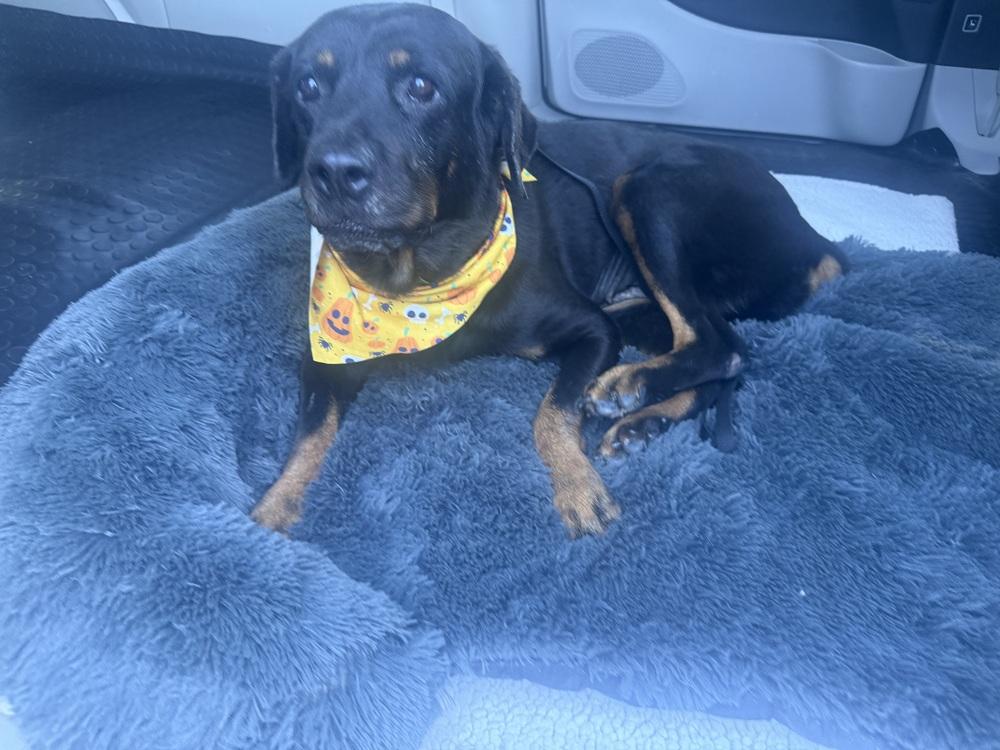 Enlarge Ada, a Adoptable Rottweiler in Gilbert, AZ image 2/3