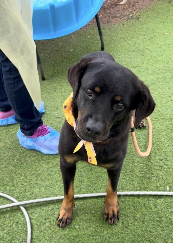 Enlarge Ada, a Adoptable Rottweiler in Gilbert, AZ image 3/3