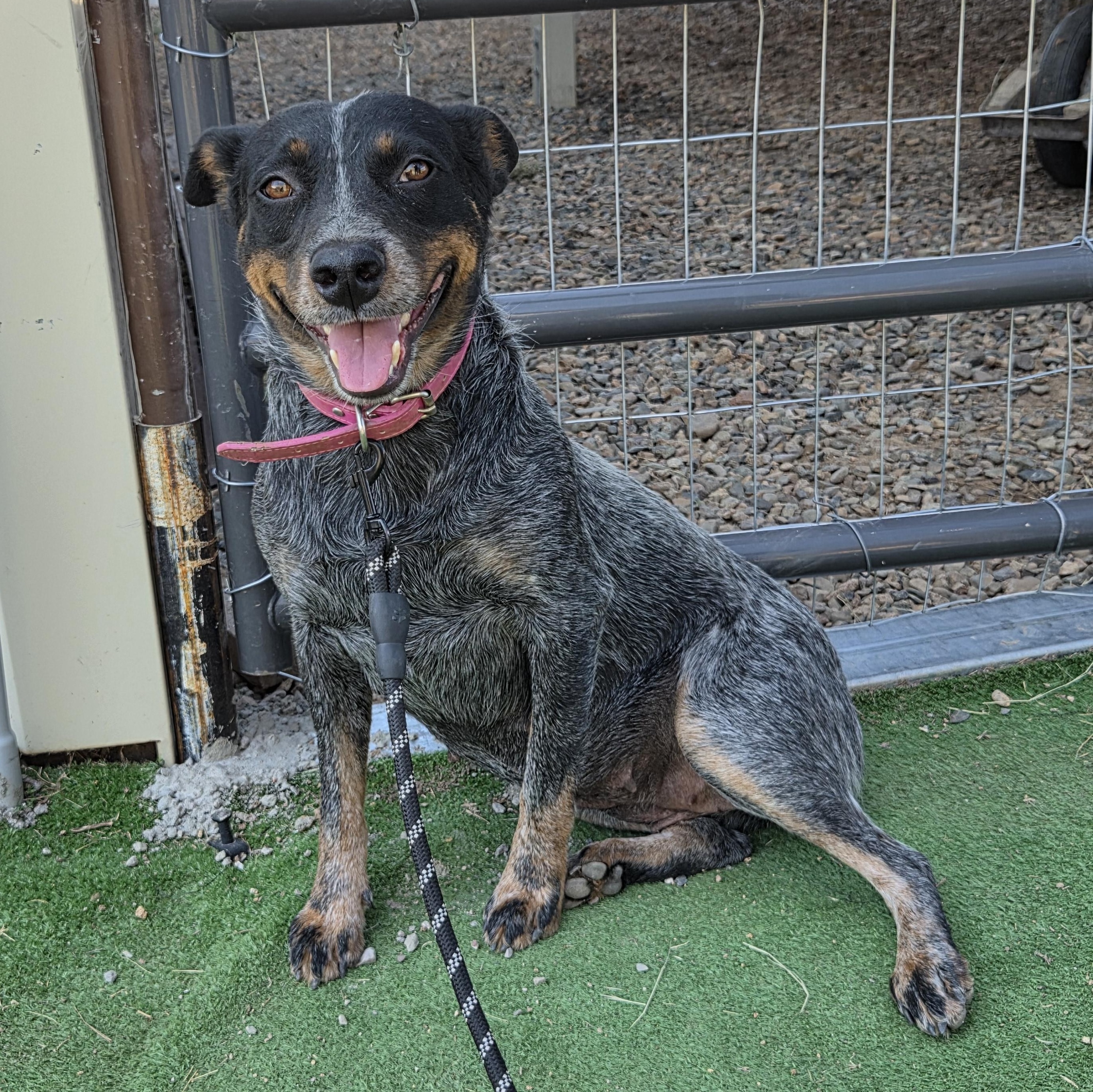 Enlarge Molly, a Adopted Australian Cattle Dog / Blue Heeler in Scottsdale, AZ image 1/3