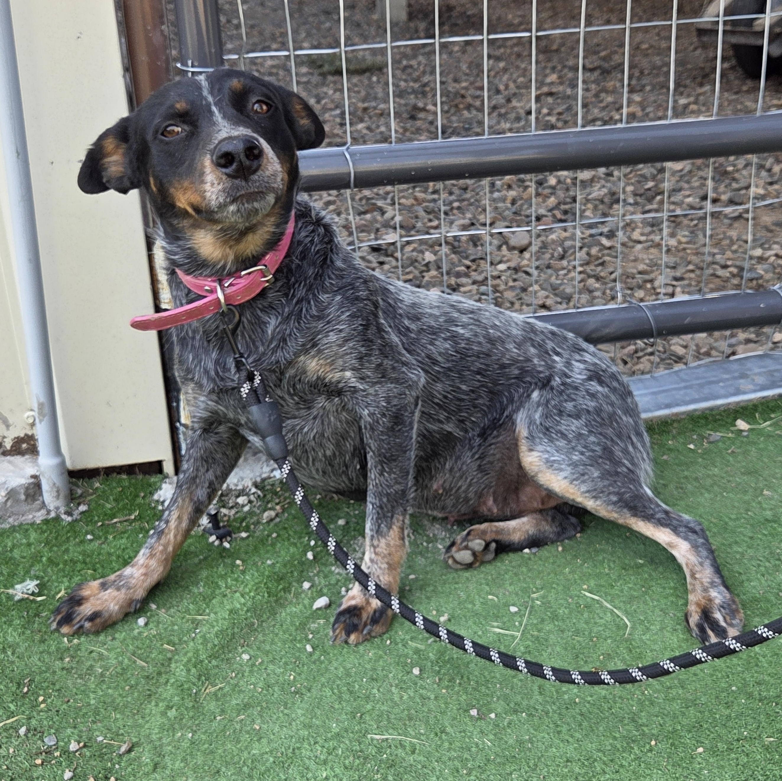 Enlarge Molly, a Adopted Australian Cattle Dog / Blue Heeler in Scottsdale, AZ image 2/3