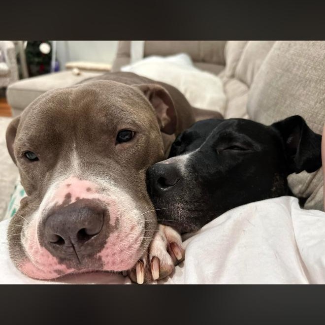 Enlarge Luke & Luna, an adopted Mixed Breed in Brookhaven, NY image 1/4
