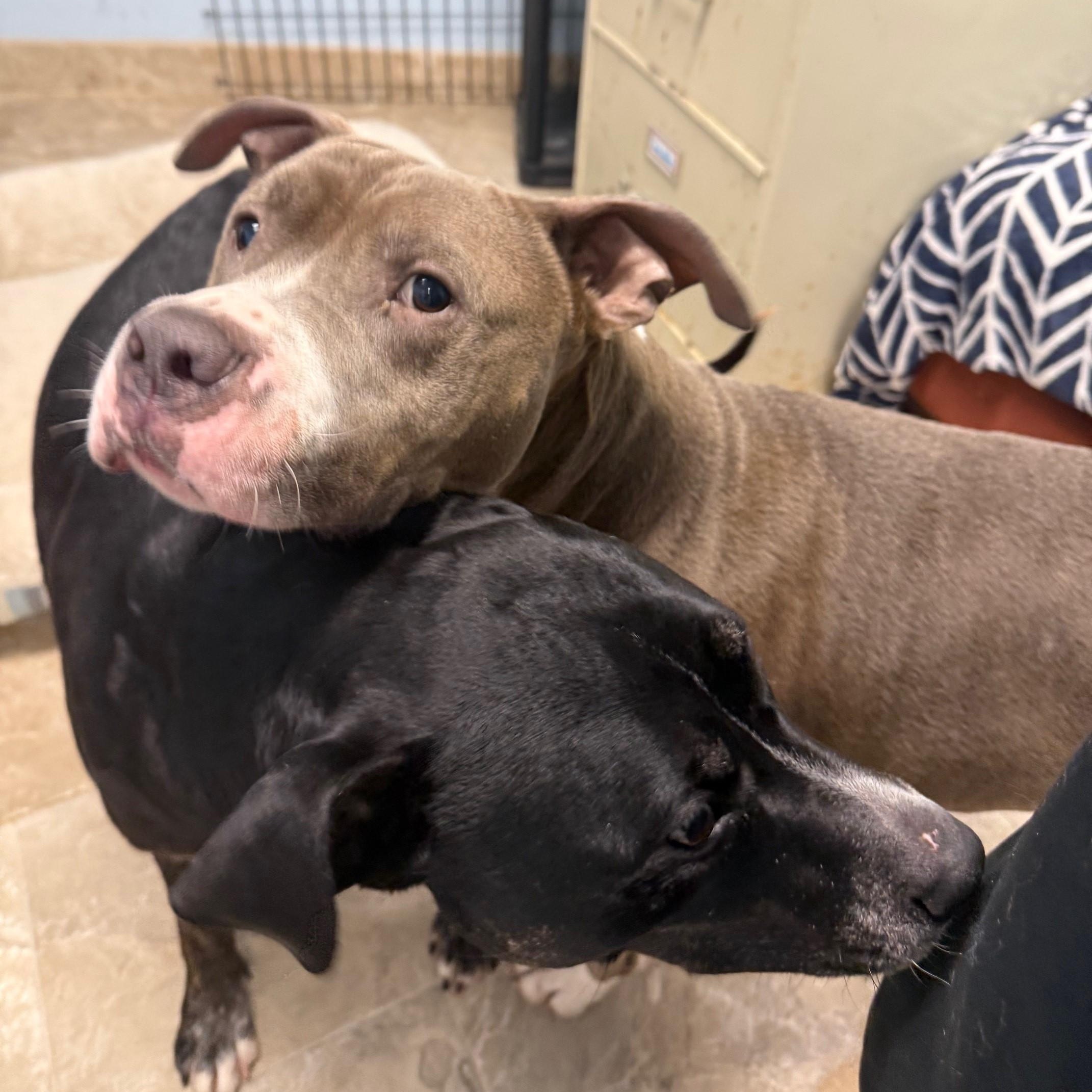 Enlarge Luke & Luna, an adopted Mixed Breed in Brookhaven, NY image 3/4