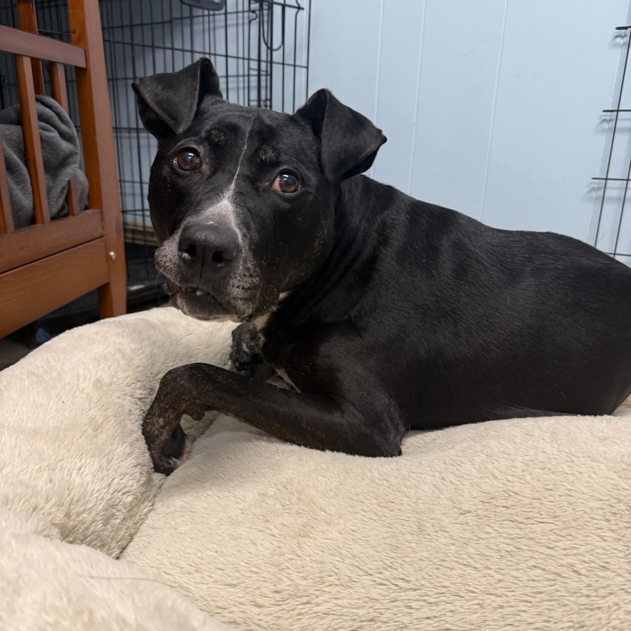 Enlarge Luke & Luna, an adopted Mixed Breed in Brookhaven, NY image 2/4