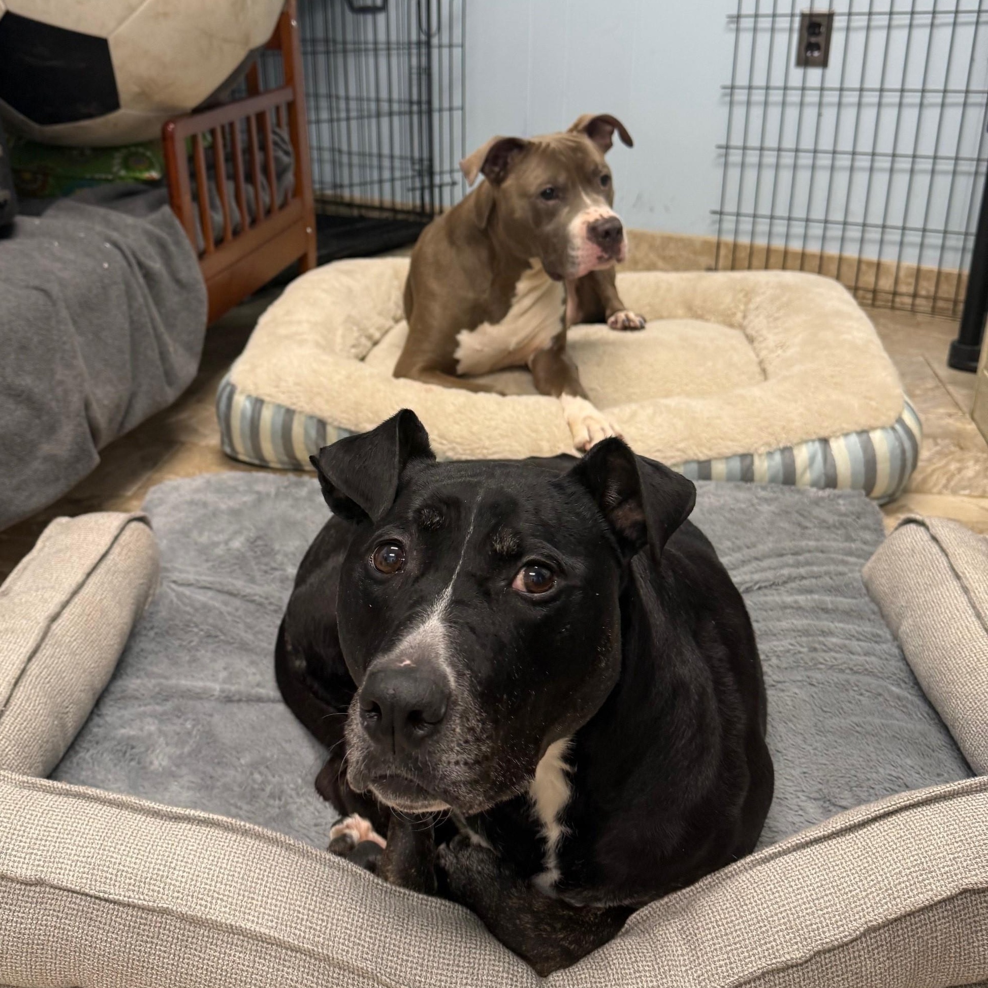 Enlarge Luke & Luna, an adopted Mixed Breed in Brookhaven, NY image 4/4
