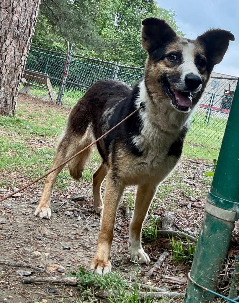 Enlarge Medley, a Adoptable mixed breed in Little Rock, AR image 1/1