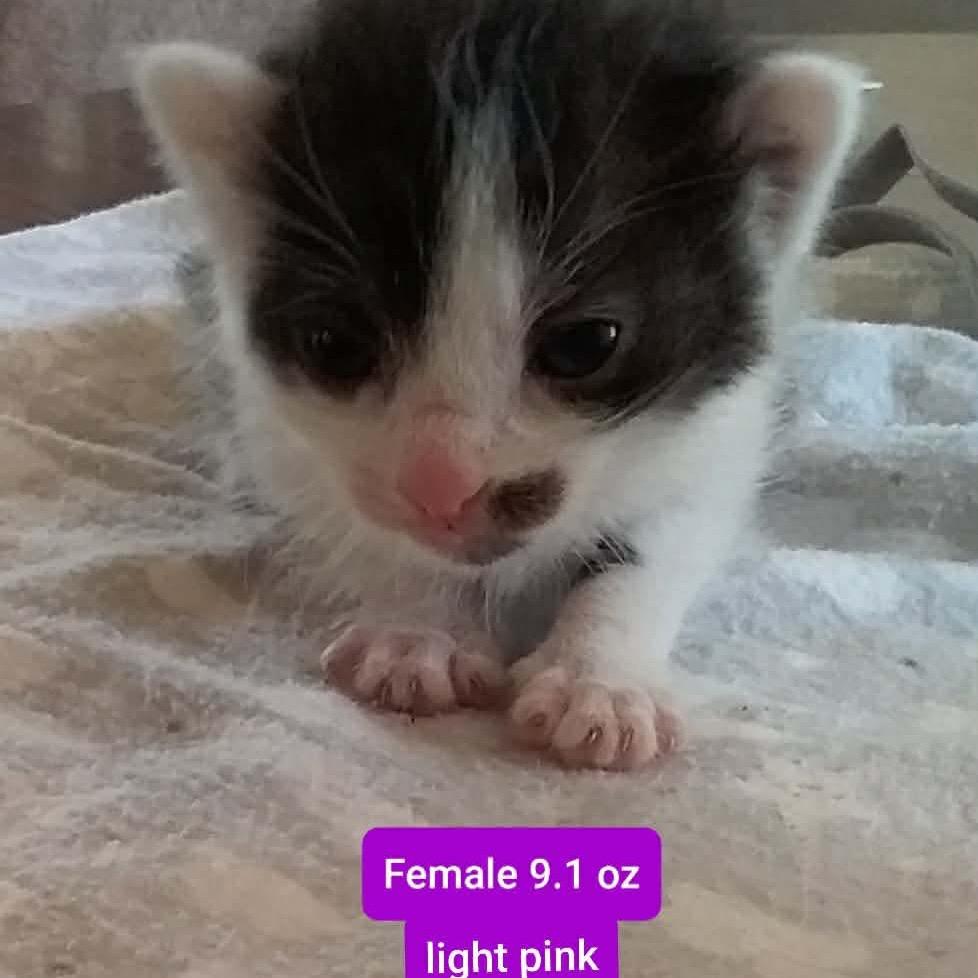 Georgette, Adoptable, Kitten Female Domestic Short Hair.