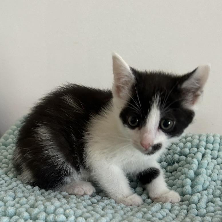 Enlarge Georgette, a Adoptable Domestic Short Hair in Brevard, NC image 2/3