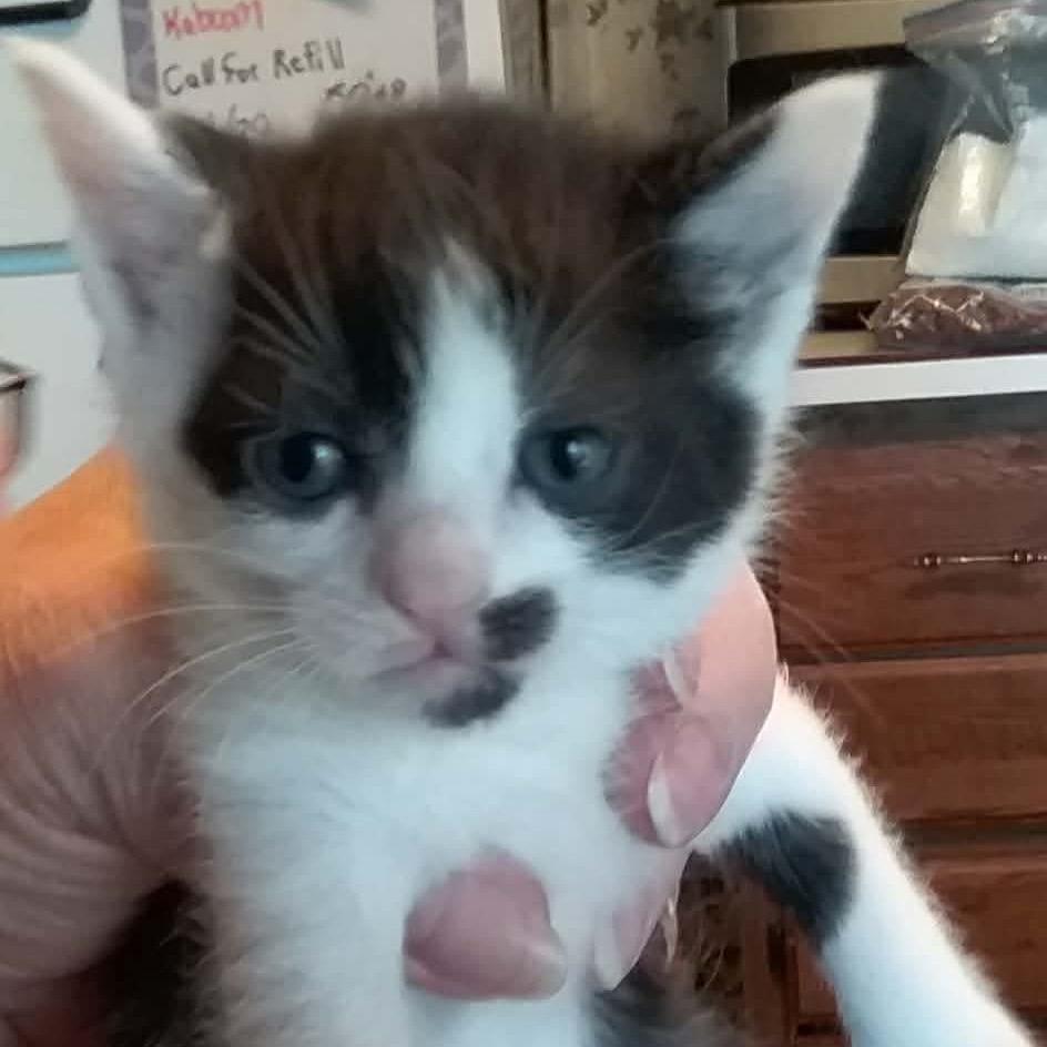 Enlarge Georgette, a Adoptable Domestic Short Hair in Brevard, NC image 3/3