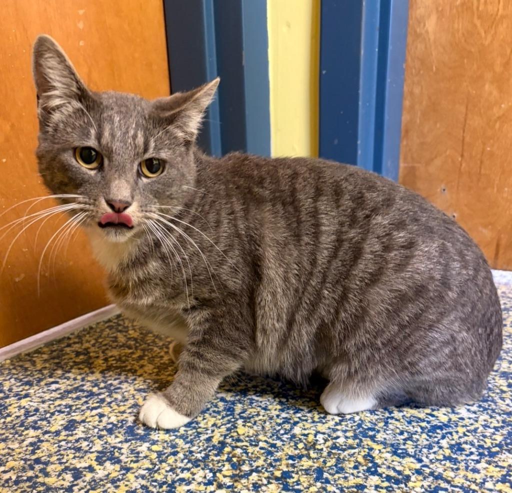 Enlarge Ginny, a Adoptable mixed breed in Maumelle, AR image 1/1