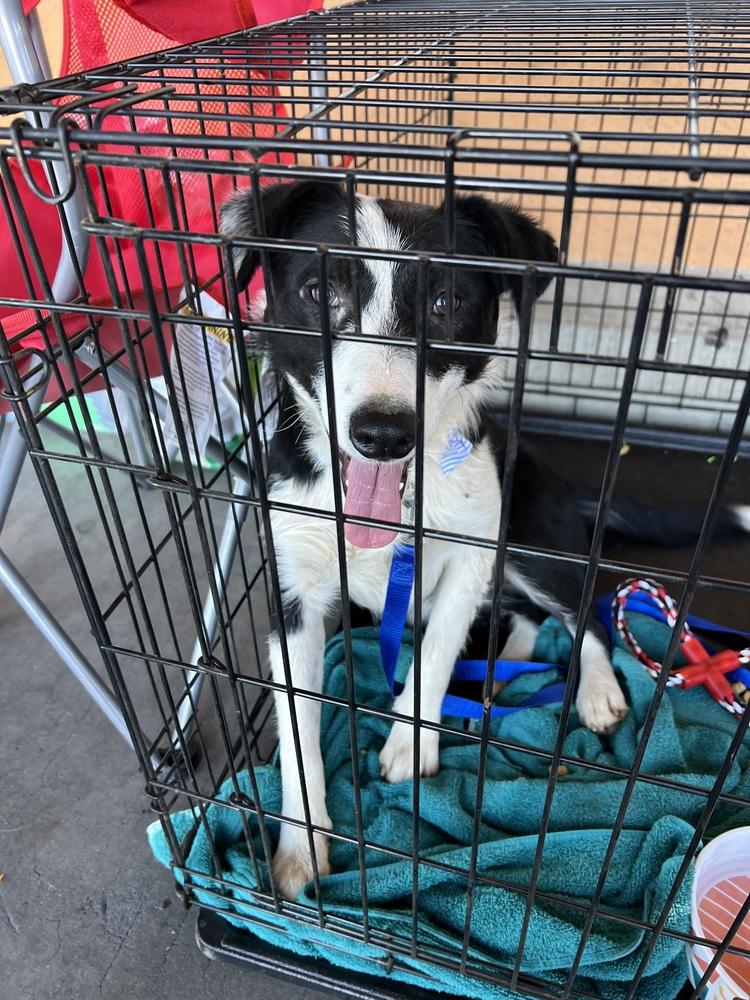 Thelma, Adoptable, Young Female Border Collie & Australian Cattle Dog / Blue Heeler.