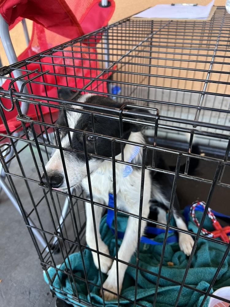 Enlarge Thelma, a Adoptable mixed breed in Wildomar, CA image 3/3