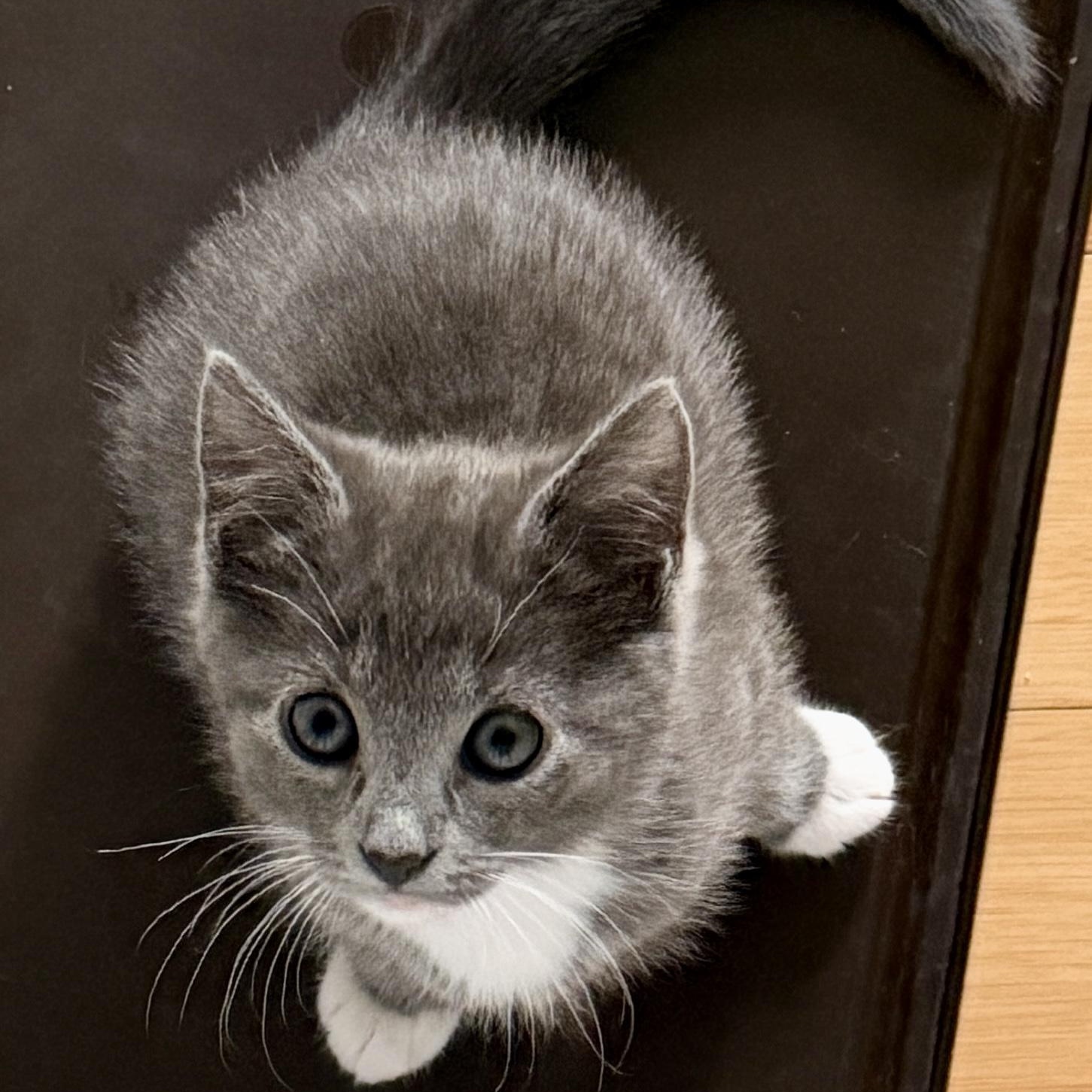 Pansy, a ADOPTABLE Domestic Short Hair in Bear, DE image 1/2