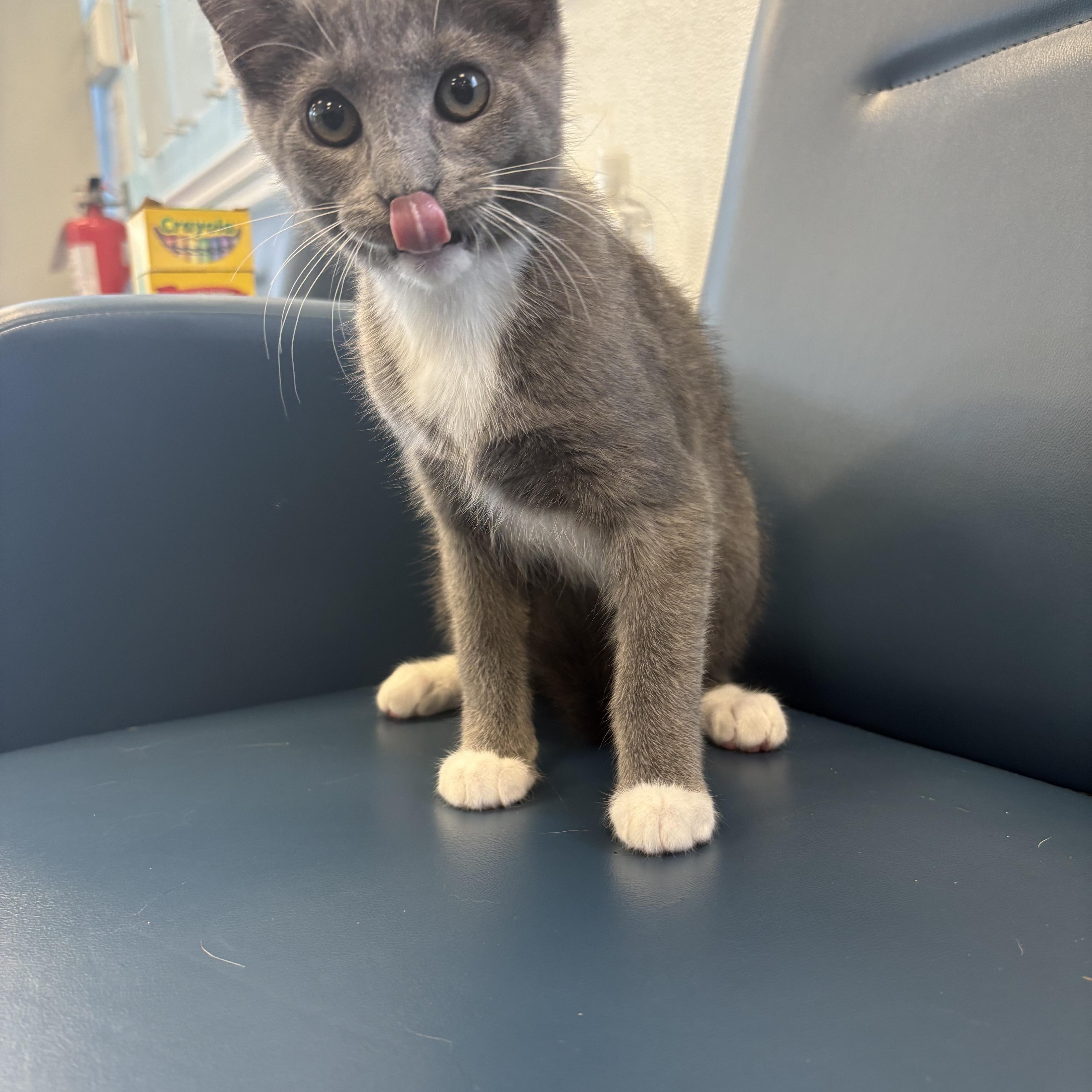 Pansy, an adopted Domestic Short Hair in Bear, DE image 1/3