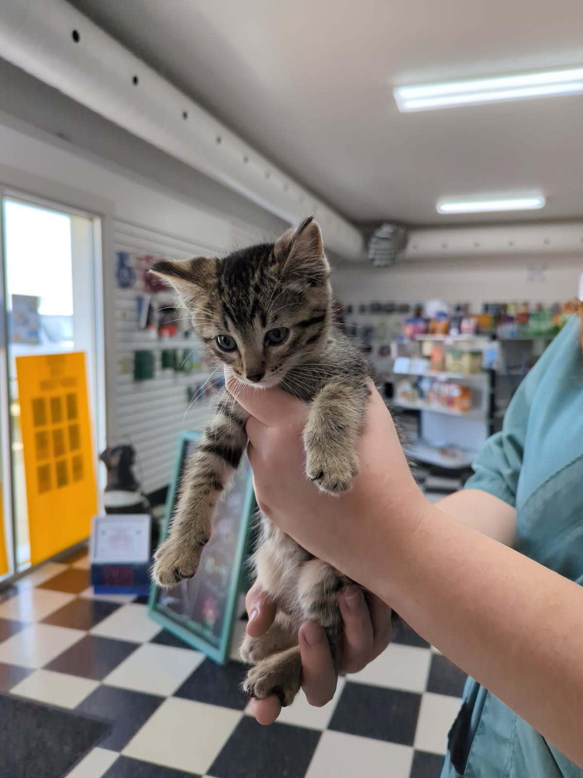 Dorothy, an adoptable Domestic Short Hair in wetaskiwin, AB, t9a 2j4 | Photo Image 1