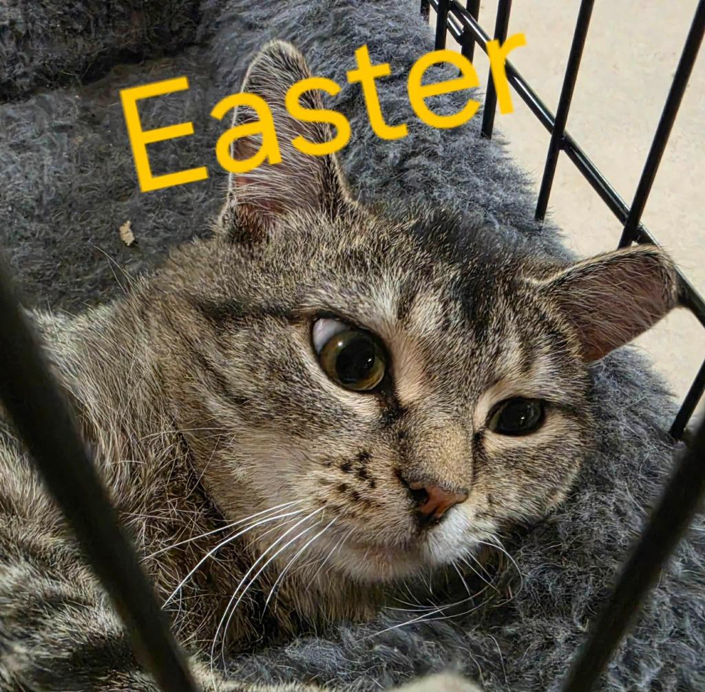 Easter, Adoptable, Young Female Domestic Short Hair.