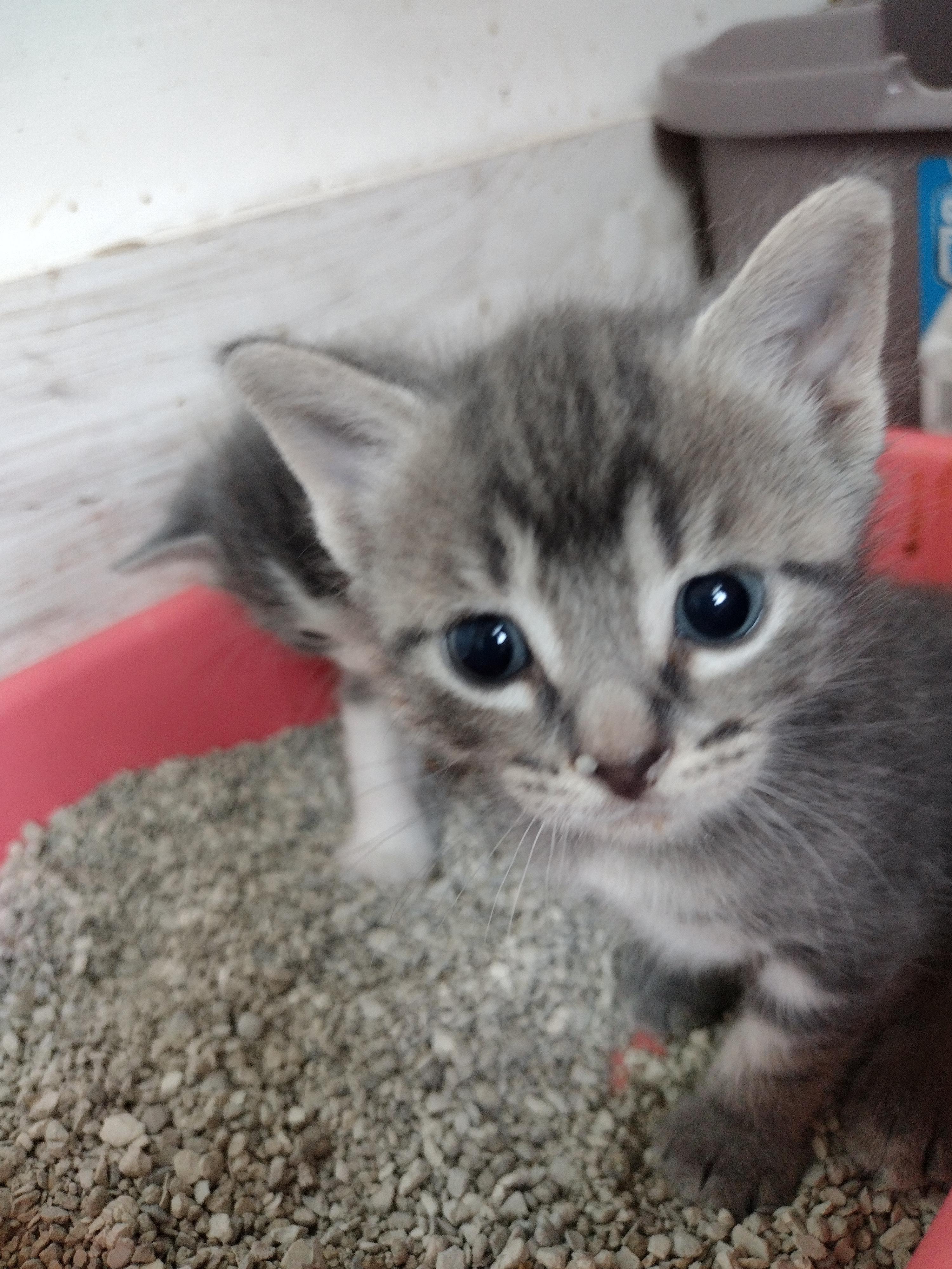 Enlarge Ash, a Adopted Domestic Short Hair in Ionia, MI image 1/3