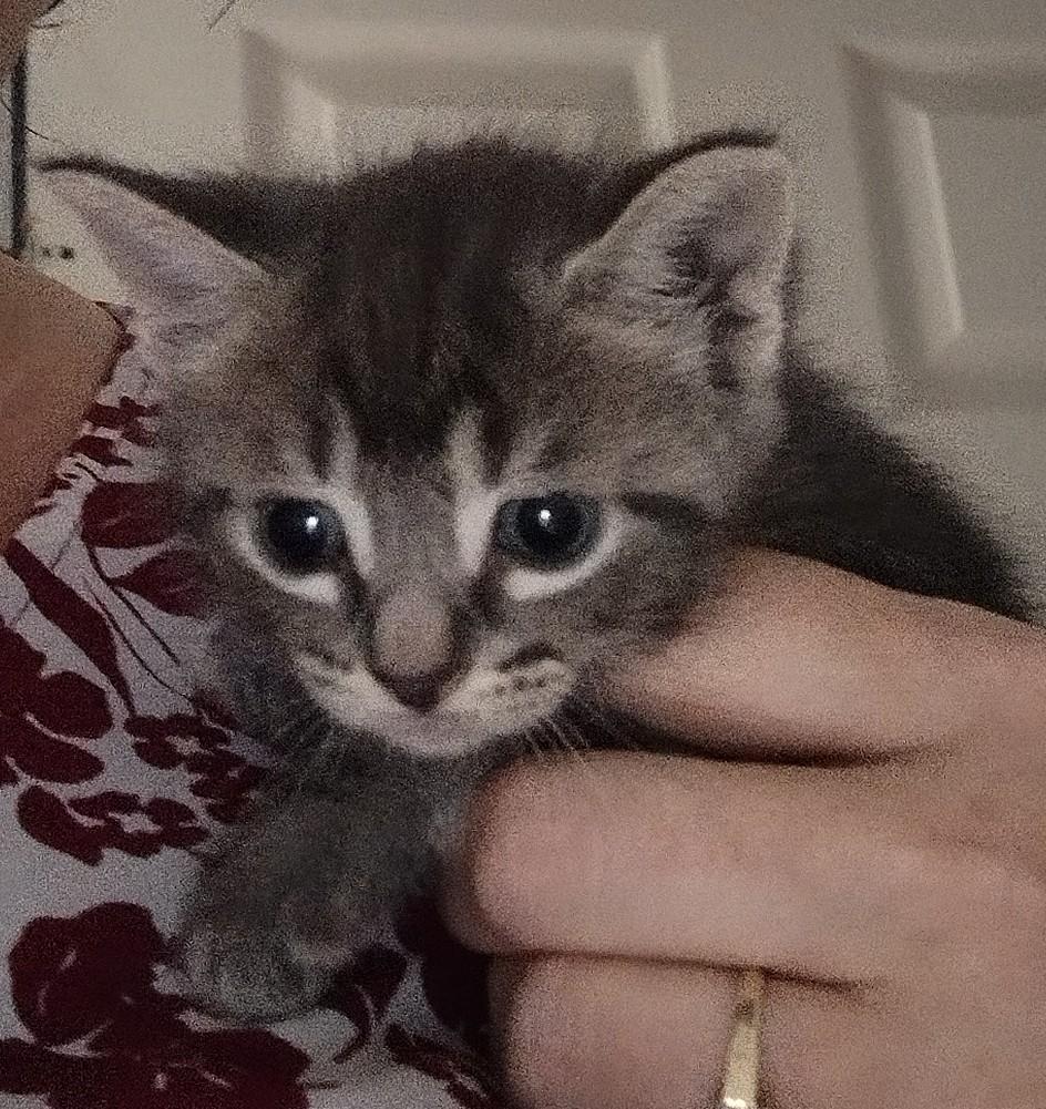 Enlarge Ash, a Adopted Domestic Short Hair in Ionia, MI image 2/3