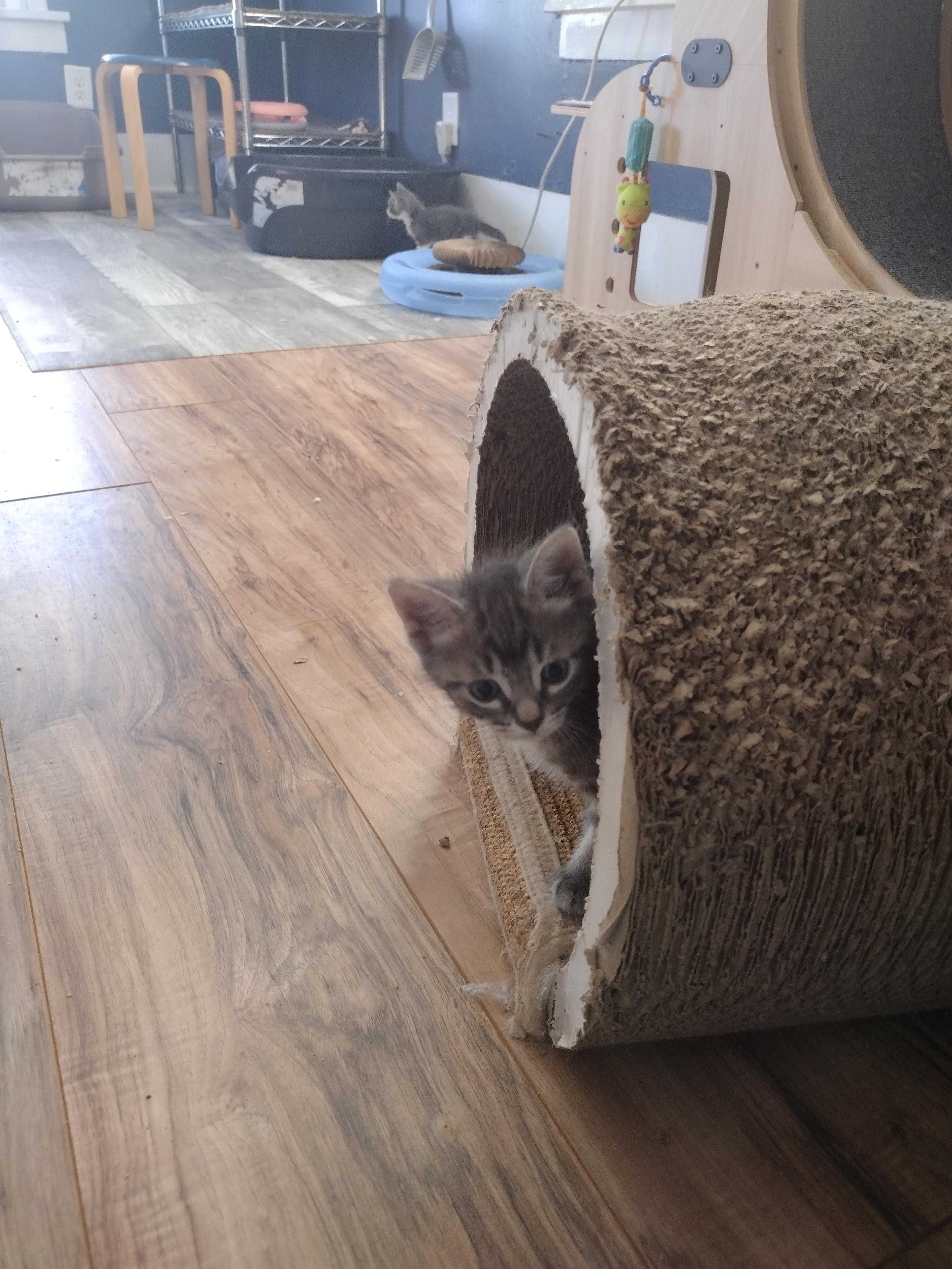 Enlarge Ash, a Adopted Domestic Short Hair in Ionia, MI image 3/3