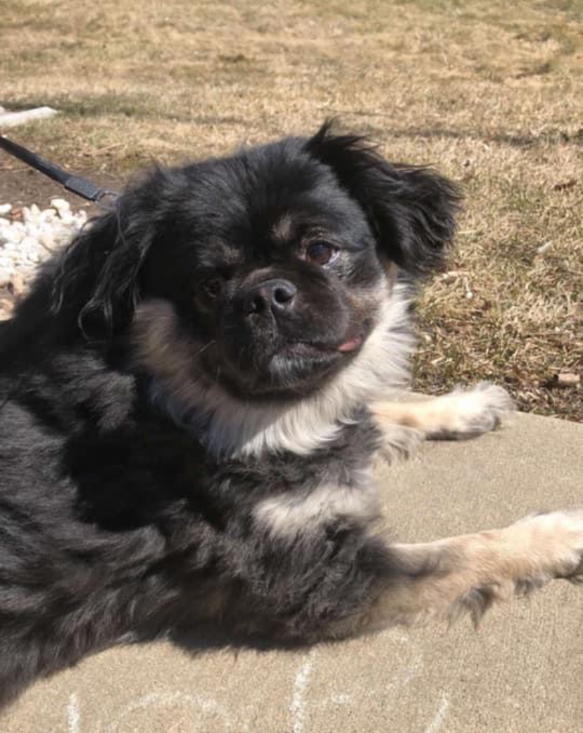 Dom, Adopted, Adult Male Pug & Shih Tzu.
