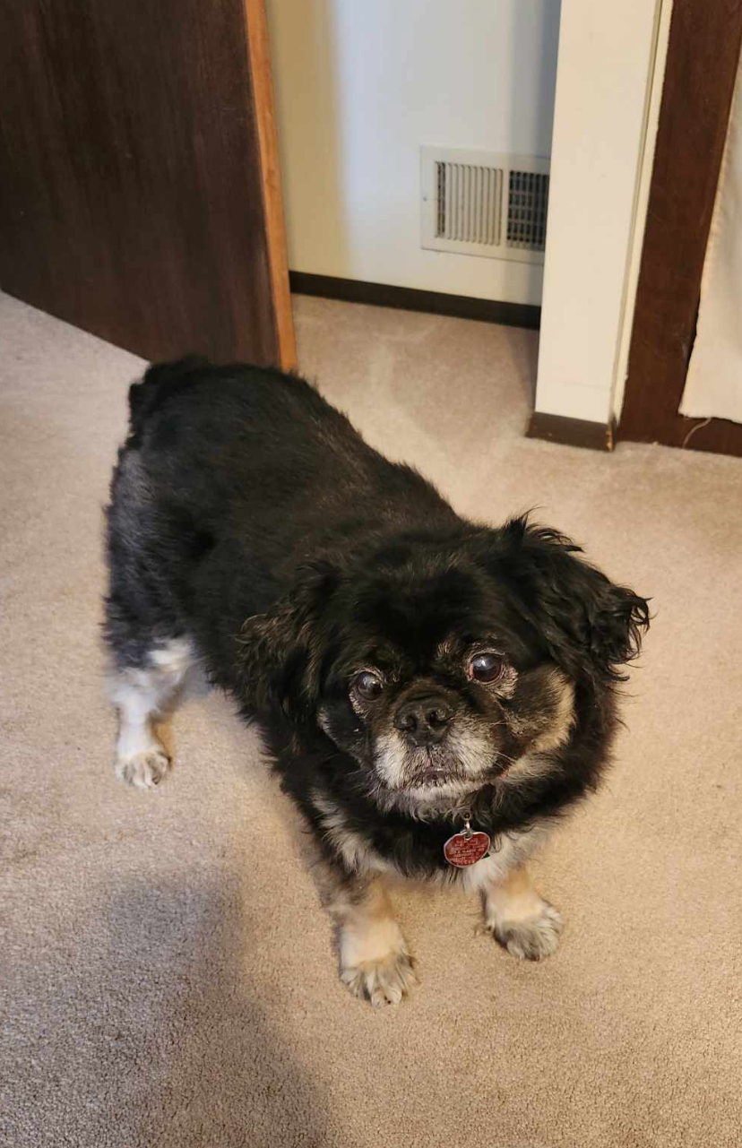 Dom, a Adopted mixed breed in Sycamore, IL image 2/5