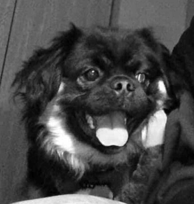 Dom, a Adopted mixed breed in Sycamore, IL image 3/5