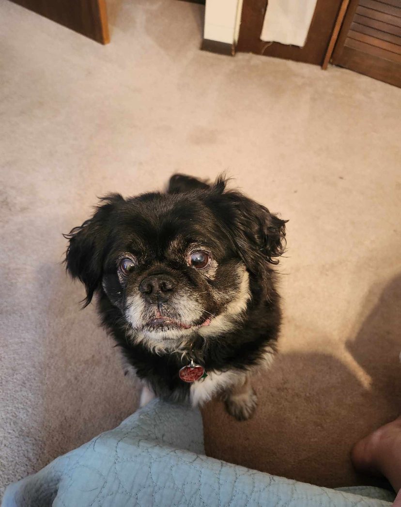 Dom, a Adopted mixed breed in Sycamore, IL image 4/5