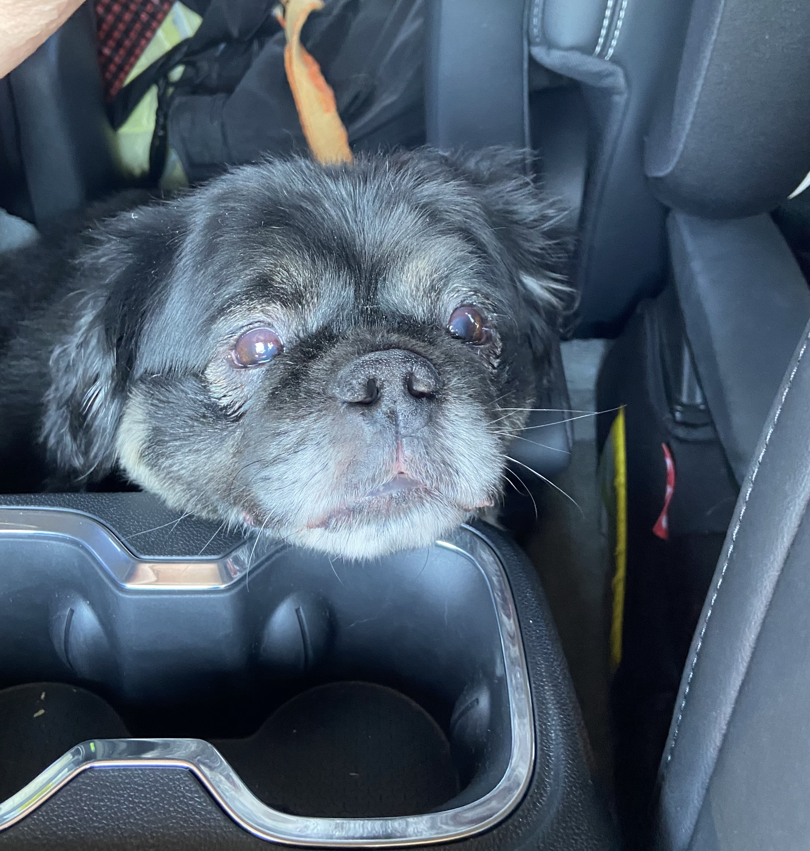 Dom, a Adopted mixed breed in Sycamore, IL image 5/5