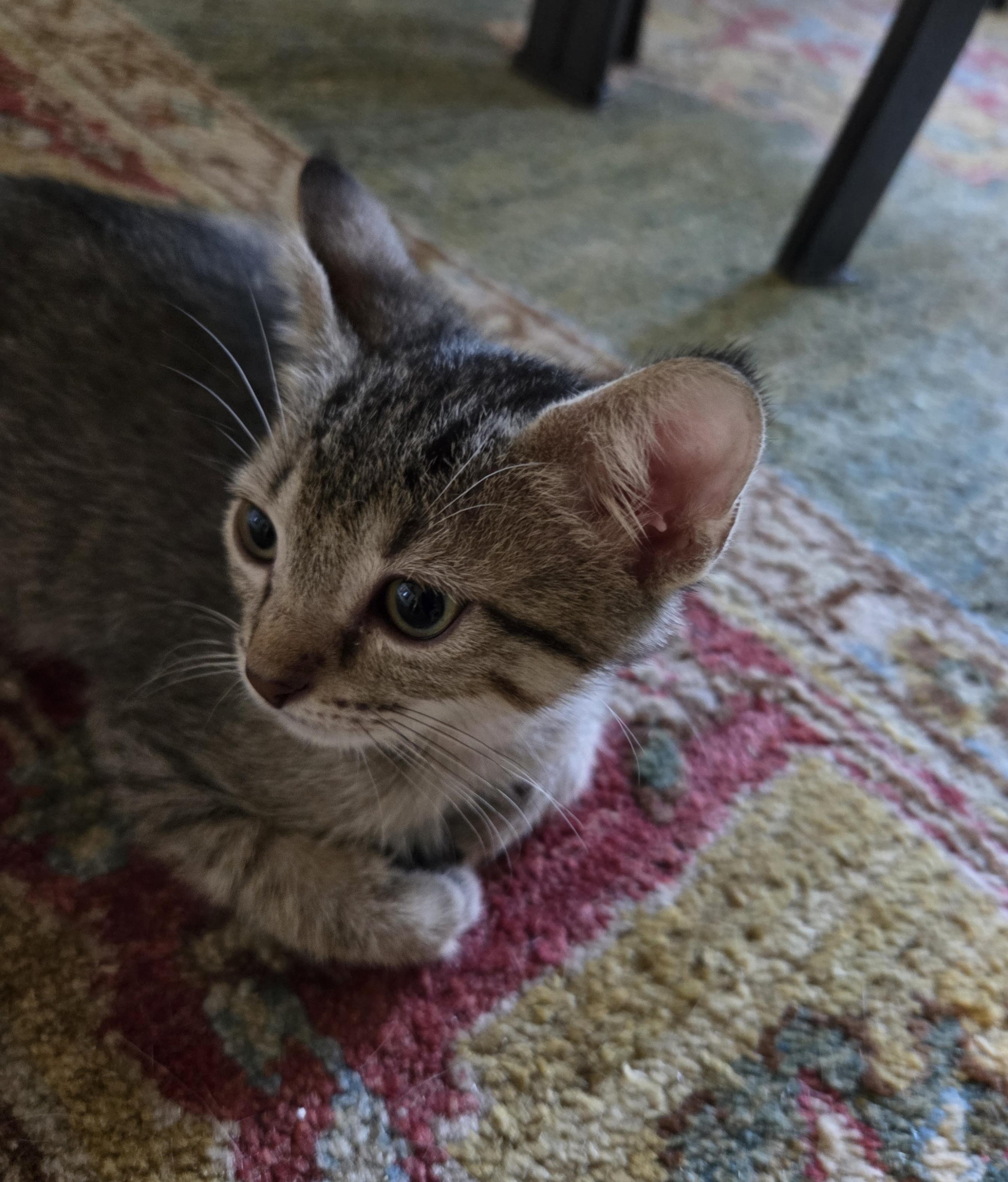 Enlarge Tye, a Adopted mixed breed in Bulverde, TX image 2/2