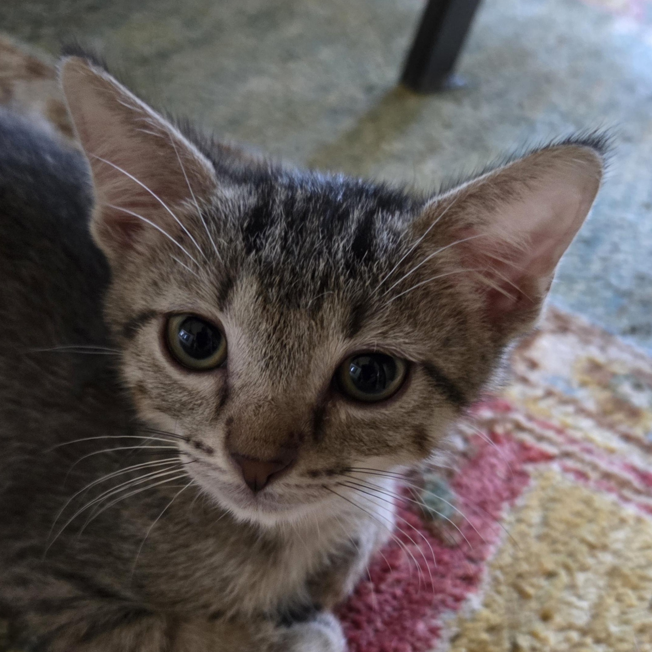 Tye, Adopted, Kitten Male Domestic Short Hair.