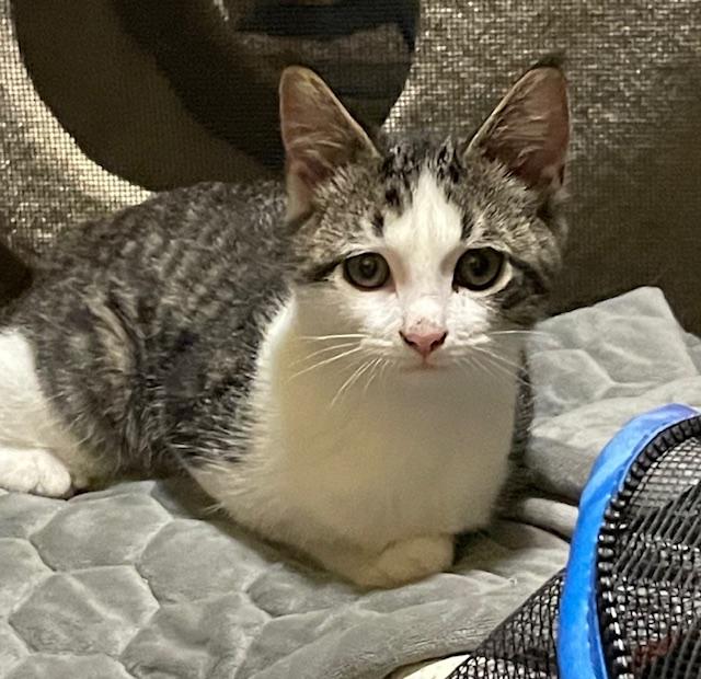 Sprout, Adoptable, Kitten Male Domestic Short Hair.