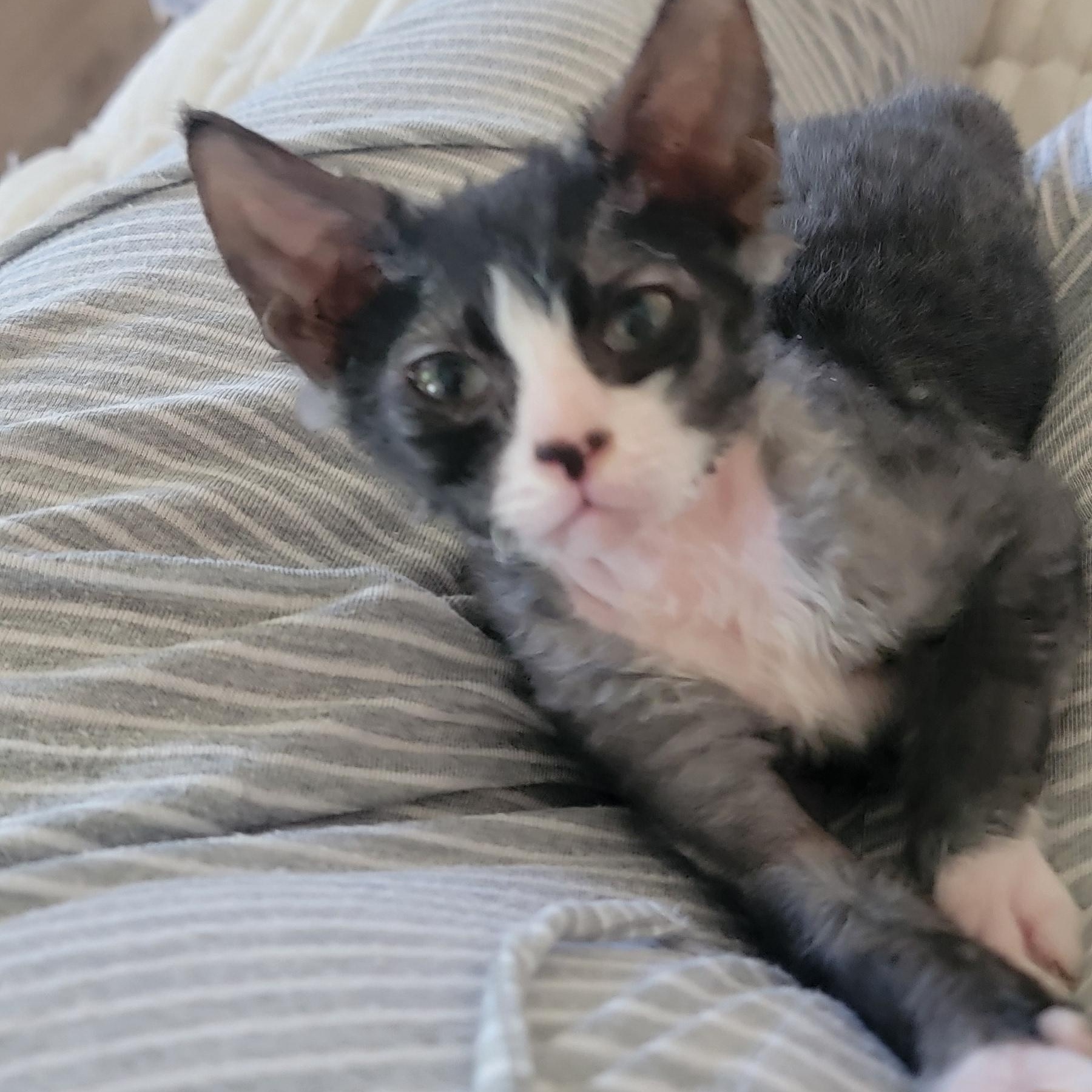 Wolfgang adopted with Stardust 6.13.26, an adoptable mixed breed in Wyandotte, MI image 5/5
