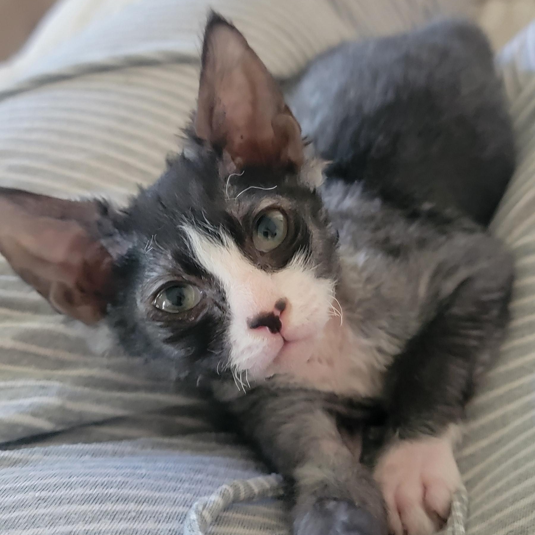 Wolfgang adopted with Stardust 6.13.26, an adoptable mixed breed in Wyandotte, MI image 3/5