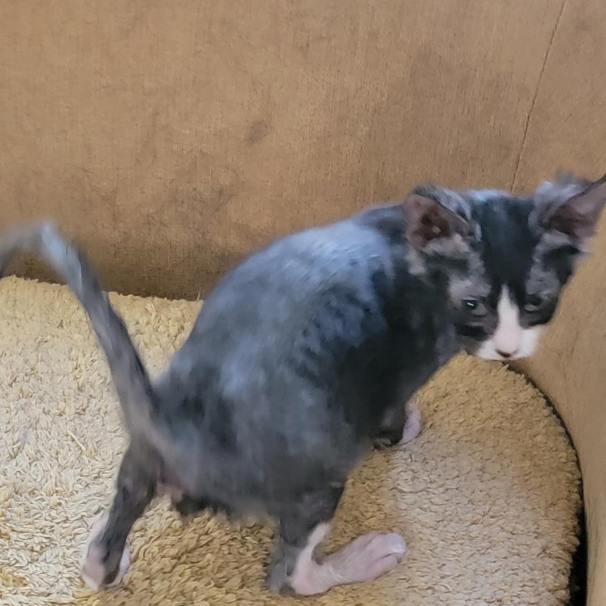 Wolfgang adopted with Stardust 6.13.26, an adoptable mixed breed in Wyandotte, MI image 4/5