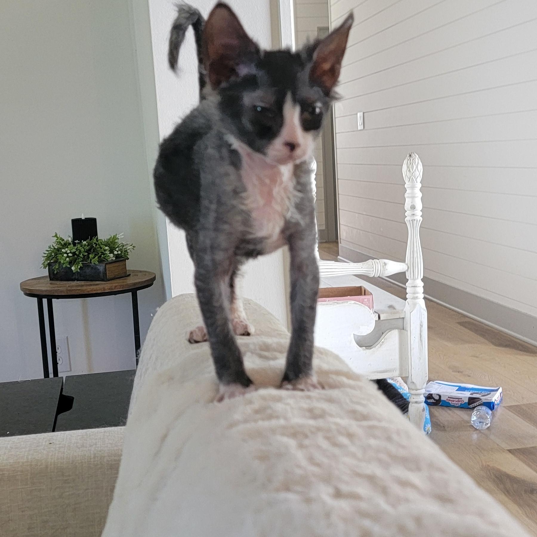 Wolfgang adopted with Stardust 6.13.26, an adoptable mixed breed in Wyandotte, MI image 2/5