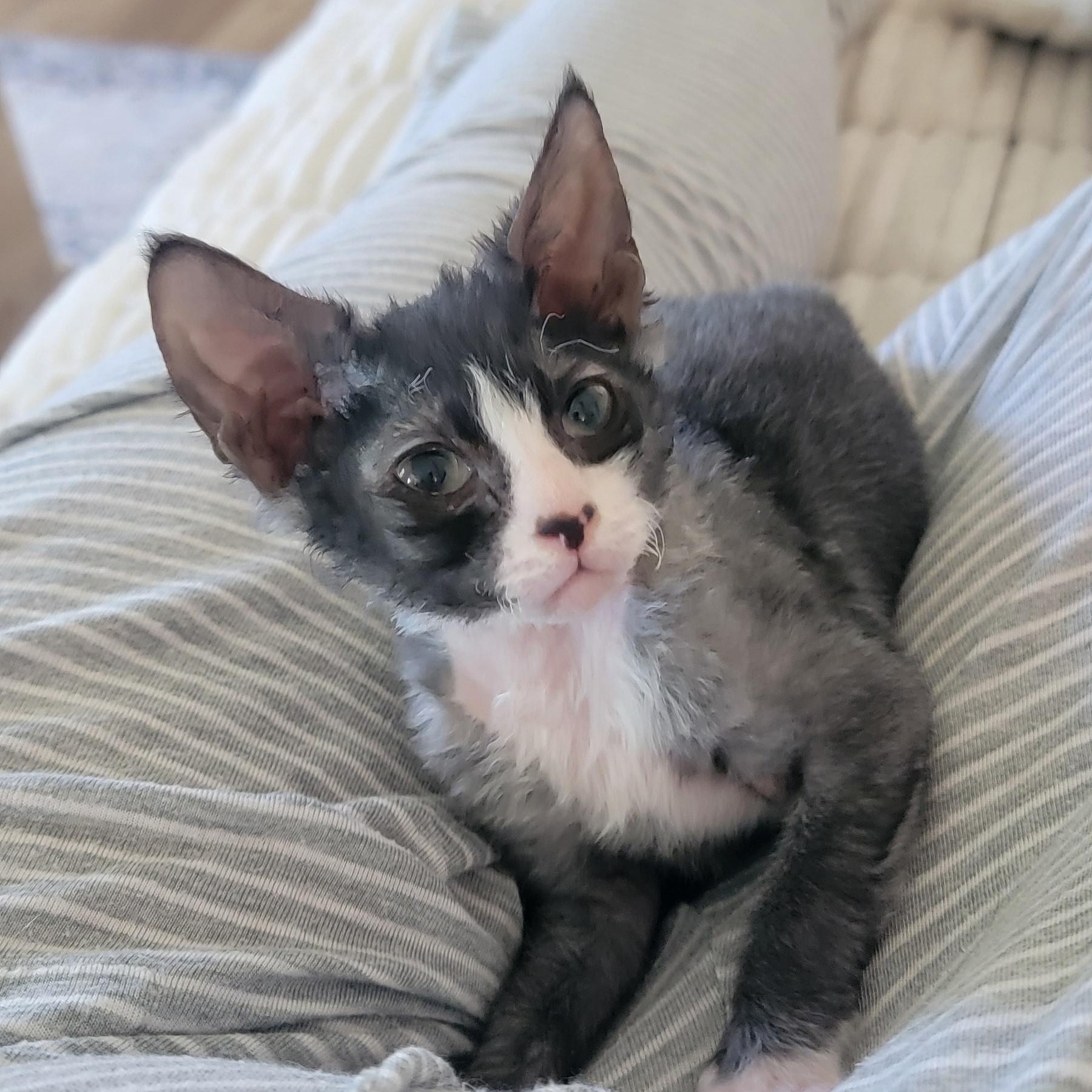 Wolfgang adopted with Stardust 6.13.26, an adoptable mixed breed in Wyandotte, MI image 1/5