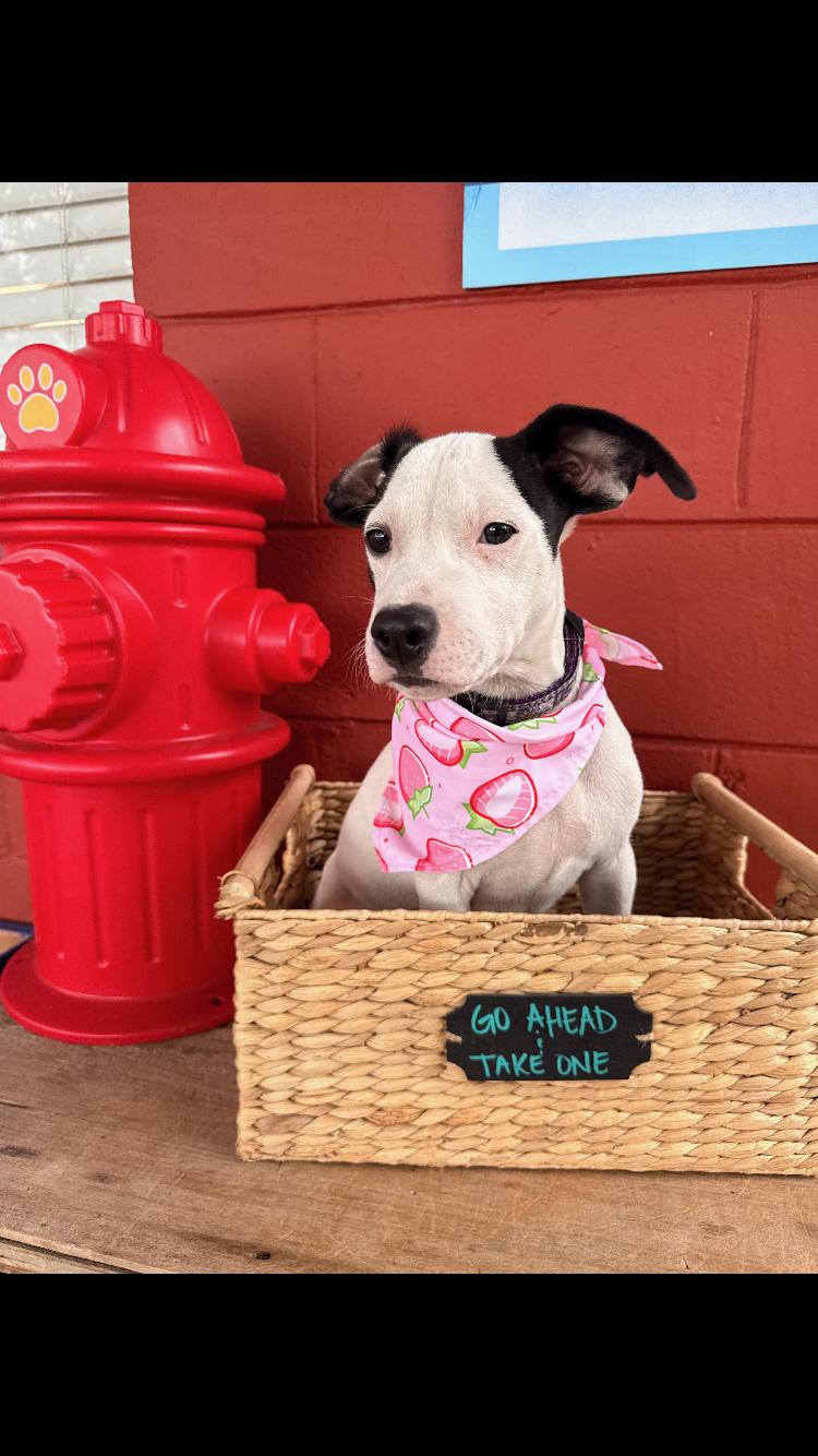 Mouse, a ADOPTABLE Labrador Retriever in Pensacola, FL image 3/3