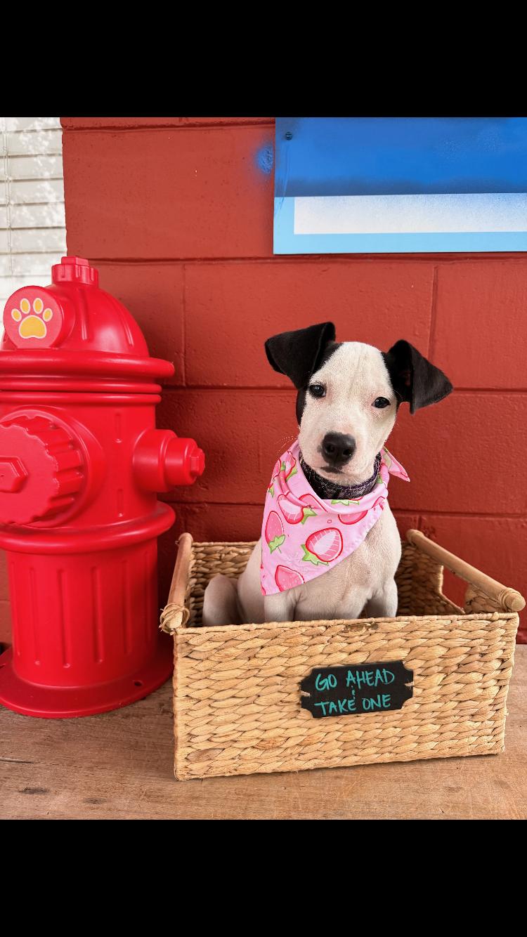 Mouse, ADOPTABLE, Young Female Labrador Retriever.