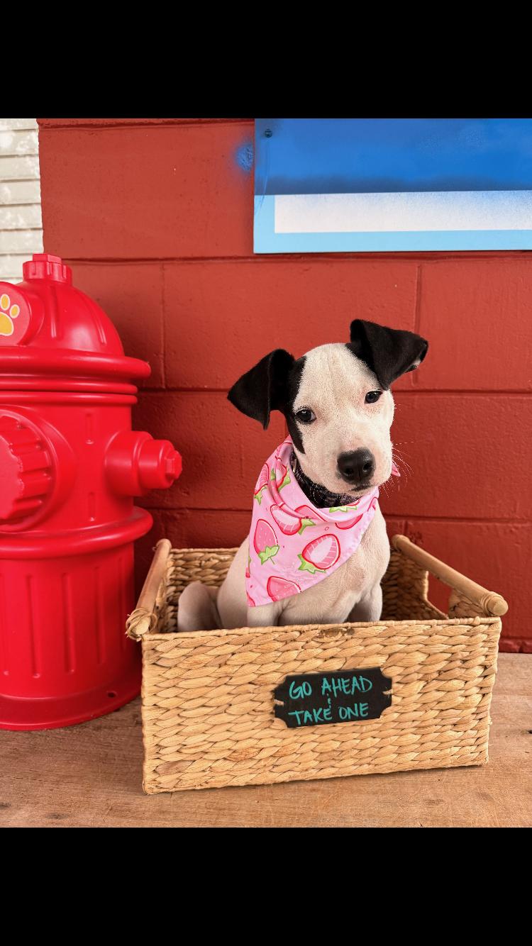 Mouse, a ADOPTABLE Labrador Retriever in Pensacola, FL image 2/3