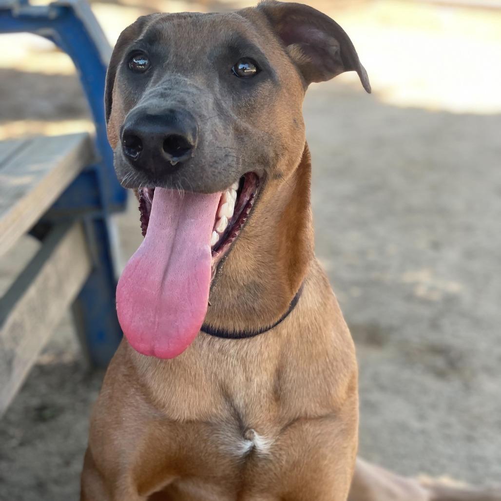Wanda, Adoptable, Young Female Belgian Shepherd / Malinois & Mixed Breed.