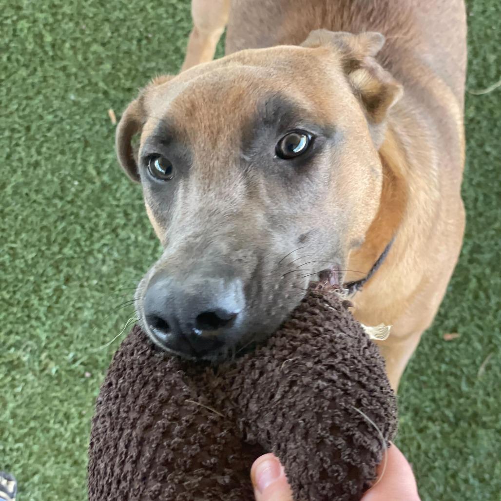 Enlarge Wanda, a Adoptable mixed breed in Riverside, CA image 2/5