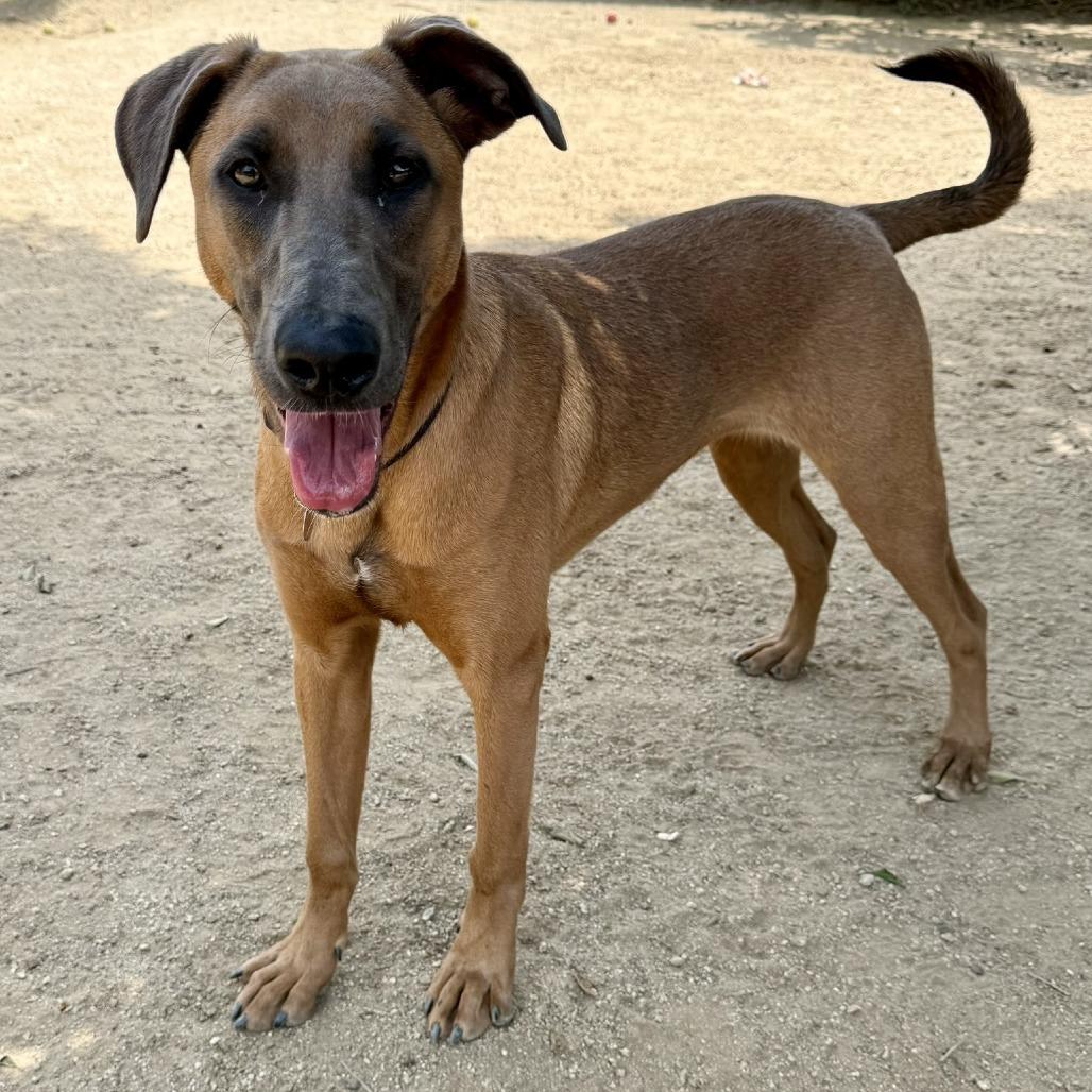 Enlarge Wanda, a Adoptable mixed breed in Riverside, CA image 3/5